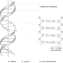 image10.png