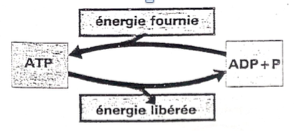 image33.png