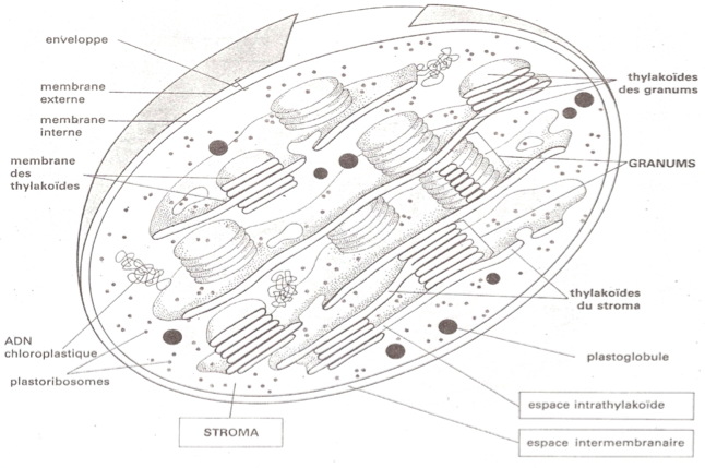 image10.png