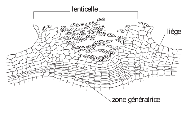 image6.png
